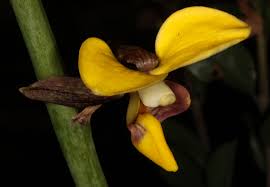Image result for Eulophia hereroensis