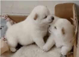 10 Dog Kissing Gifs That Tell You Everything You Need To Know About Smooching Dog Animation Dog Kisses Cute Puppy Videos
