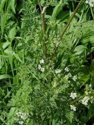 Image result for Lefebvrea longipedicellata