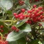Image result for Psychotria capensis