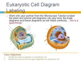 This cell cycle is used by all eukaryotic cells to produce new cells. Bio 9 C Thursday 9 23 10 Title