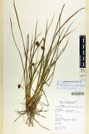Image result for Rhynchospora holoschoenoides