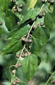 Image result for Colubrina asiatica