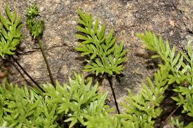 Image result for Cheilanthes schimperi