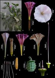 Image result for Datura metel