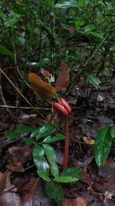 Image result for Hymenaea