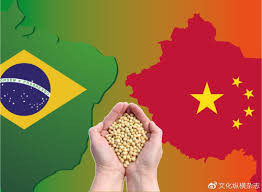 破局之路？中国改买“这国”黄豆