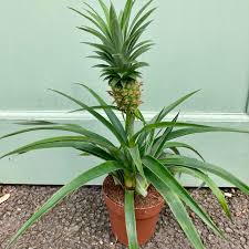 Image result for Ananas