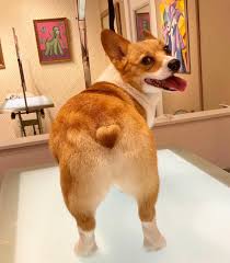Mochi ❣️ #corgi #corgibutt Groom by: Logan @dogsbylogan
