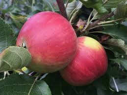 Snowsweet® is a shining example of the university of minnesota's expertise in the development of cold hardy varieties. Gilpin Apple On B 118 Cummins Nursery Fruit Trees Scions And Rootstocks For Apples Pears Cherries Plums Peaches And Nectarines