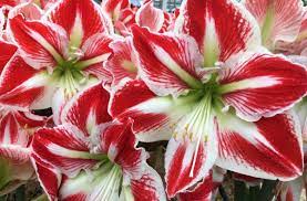 Pin On Amaryllis