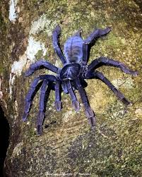 Image result for Enneapogon pretoriensis