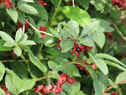 Image result for Faroa involucrata