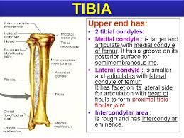 They include the arms, legs, shoulder girdle and pelvic girdle. Bones Of Lower Limb Anatomy Department Dr Sanaa