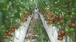 How Iran war is reshaping global food trade