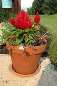 Large Celosia Portuluca Planters Planter Pots Plants