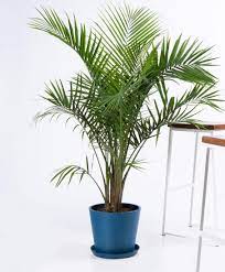 Join The Waitlist Bloomscape Majesty Palm Plants All Plants