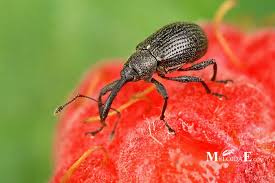 Image result for květopas jahodníkový