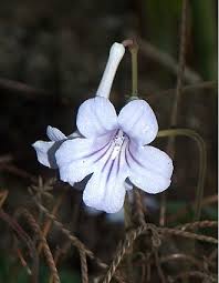 Image result for Streptocarpus hirticapsa