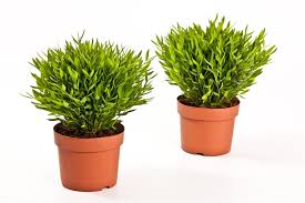 Image result for Pogonatherum