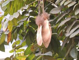 Image result for Centrolobium