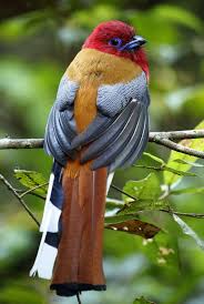 Bird With Red Head And Chest Pin On Birds