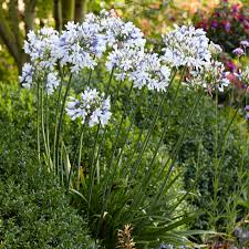 Image result for Agapanthus codii