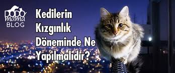 Kedi Kizginlik Donemi Ne Yapilmali