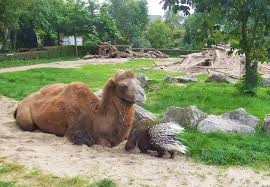 Book river garden b&b, west camel on tripadvisor: 14 Top Rated Attractions Things To Do In Brunswick Planetware