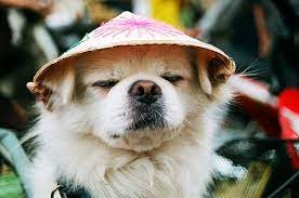 Pin By Veronica On All Dogs Deserve A Hat Dog Wear Your Dog Hats