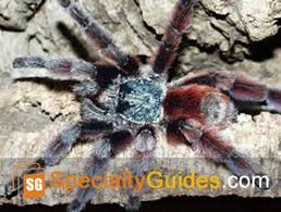 Maybe you would like to learn more about one of these? Amazon Com Antilles Pinktoe Tarantula Care Guide Ebook Guides Specialty Kindle Store