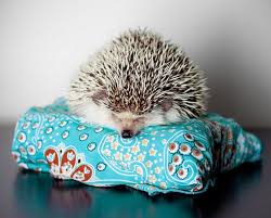 Aside From Becoming Familiar With Their Unique Characteristics You Will Also Learn What They Eat And One Of The Most Cute Hedgehog Hedgehog Pet Cute Animals