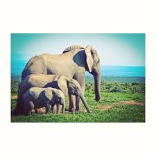 A Female Elephant Is Called A Cow A Male Elephant Is Called A Bull A Baby Elephant Is Called A Calf Isharecauseicare Elephant Park Elephant Male Elephant