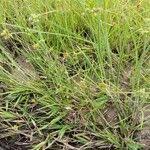 Image result for Fuirena pubescens