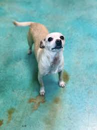 Usa today 40 mins ago from usa today network and wire reports, usa today. Faq About Okc Pet Adoption Metrofamily Magazine
