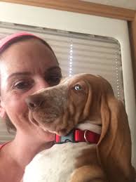 Celebrating 9th Birthday of Bracco Italiano Dogs