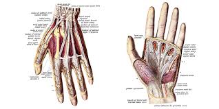 Image result for Hand Anatomy