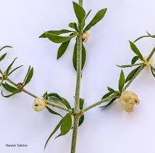 Image result for Pollichia