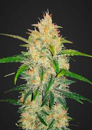 Pin On Auto Flower Info