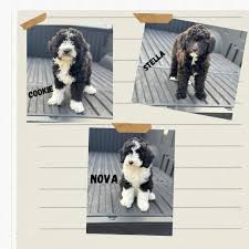 Maia! ♥️🫶🏻 Goldendoodle mini 4 Months