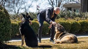 Joe biden's dogs major and champ. Biden Says Major Out Of Dog House But Getting Training After White House Incident Abc News