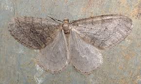 Image result for Operophtera fagata