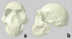 Naledi were first discovered between 2013 and 2014, deep in a south african cave. Homo Naledi Human Holobaramin Evidence Answers In Genesis