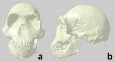 Nach einer korrektur zu ca. Homo Naledi Human Holobaramin Evidence Answers In Genesis