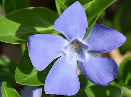 Periwinkle Blue Color Scheme Blue Schemecolor Com