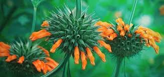Image result for Leonotis