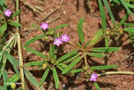 Image result for Gisekia africana
