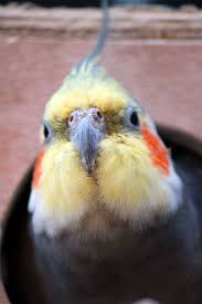 Cockatiel Yellow Bird With Red Cheeks Cockatiel 046 Cockatiel Pet Birds Cute Birds