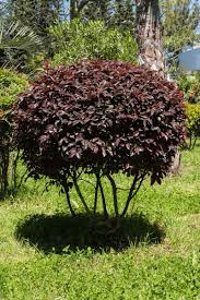 Image result for Grewia avellana