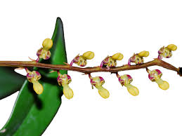 Image result for Bulbophyllum comatum